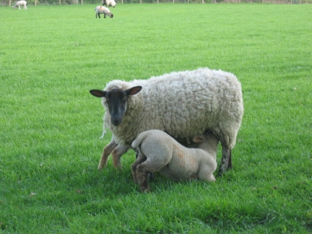 2005-5-2 emmetts garden 020